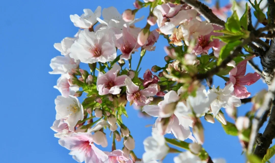 踏青指南丨這8種「限定版」春色，再錯過就要等一年！